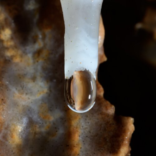 La Combe aux Prêtres - Réseau nord :  détail d'une goutte d'eau au bout d'une stalactite (avec réflexion  de la paroi)(SP-19-1972 )